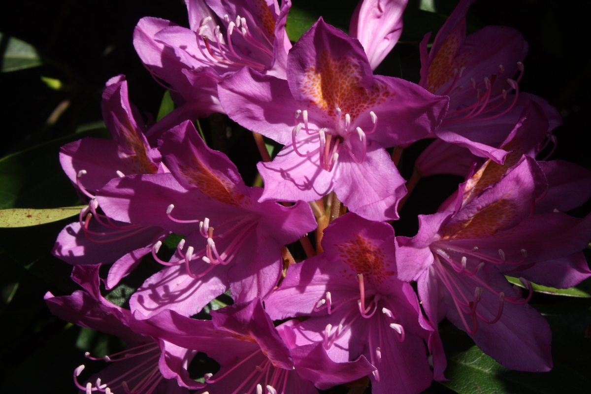 R. ponticum